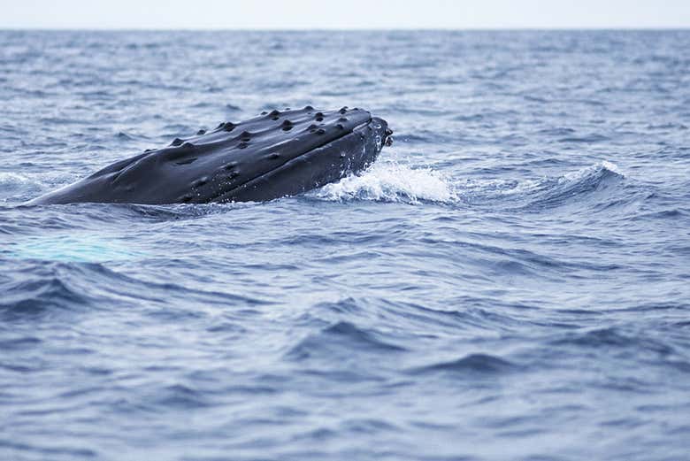 Avistando o nado de uma baleia