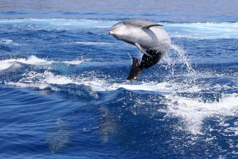 Golfinho em meio ao Atlântico