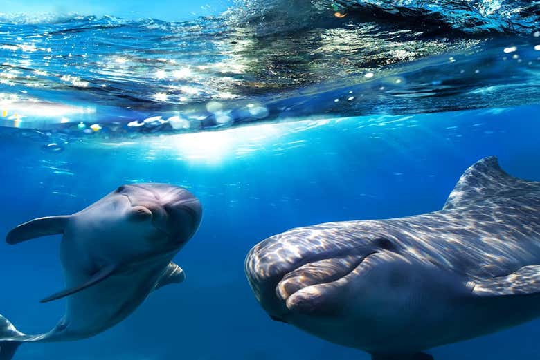 Golfinhos de Gran Canaria