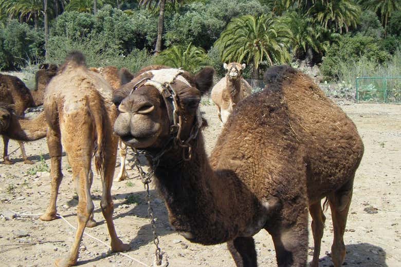 Visitando os dromedários de Gran Canaria