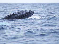 Avistando o nado de uma baleia