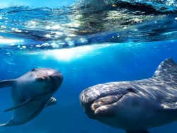 Golfinhos de Gran Canaria