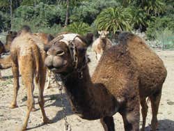 Visitando os dromedários de Gran Canaria