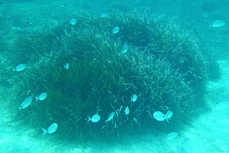 Fonds marins d'Ibiza