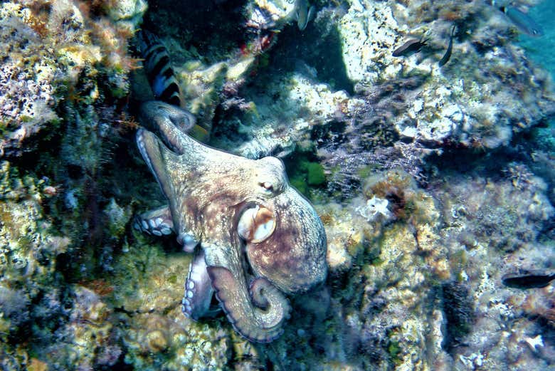 Poulpe dans les eaux d'Ibiza