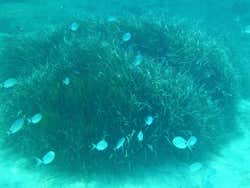 Fonds marins d'Ibiza