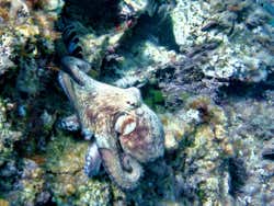 Poulpe dans les eaux d'Ibiza