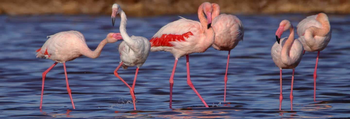 Escursione al Parco Nazionale di Doñana