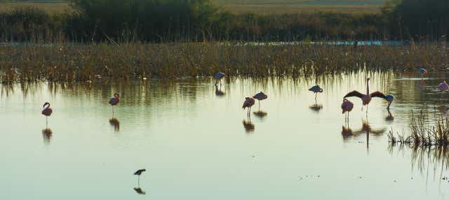 Excursion au Parc National de Doñana