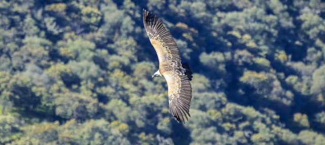 Avistamiento de aves en Monfragüe