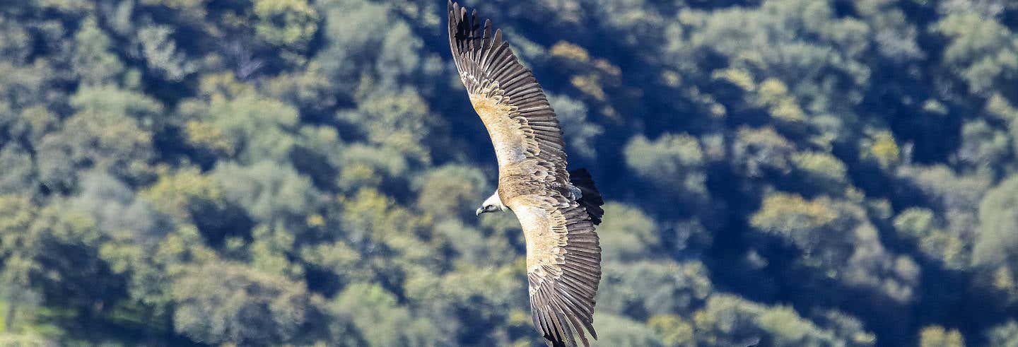 Avistamiento de aves en Monfragüe