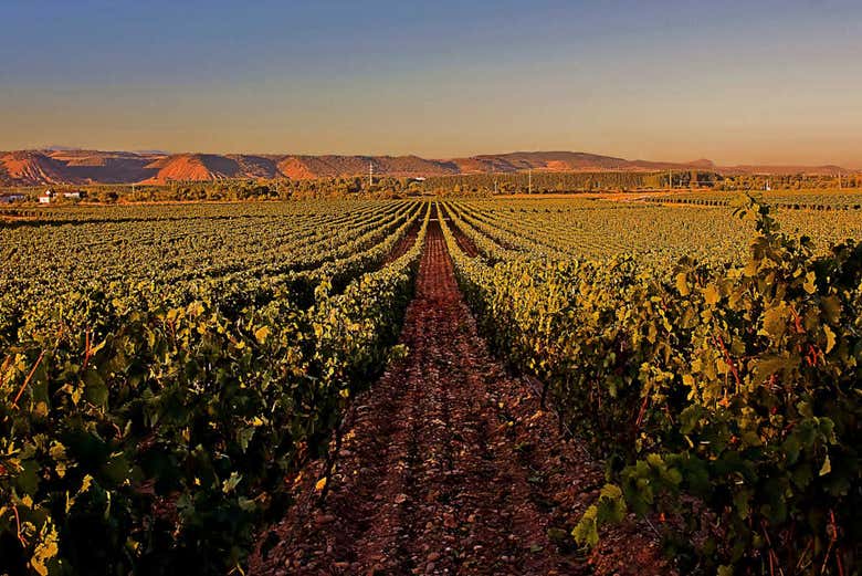 Visita a la bodega Rioja Vega, Logroño