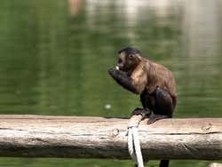 Faunia: Macaco