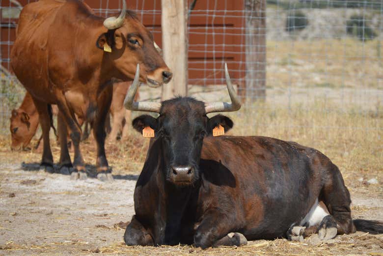 Visita a una ganadería de toros bravos desde Madrid