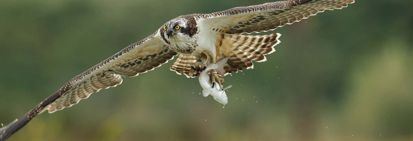 Avistamiento de aves en la bahía de Santander