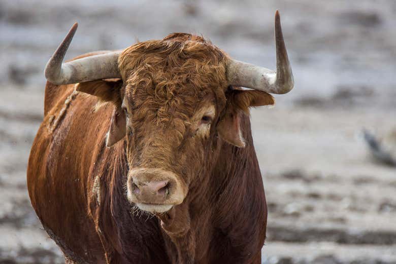 Visita a ganadería de toros bravos Torrestrella y caballos ...