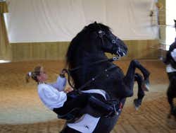 Espetáculo equestre em Son Martorellet