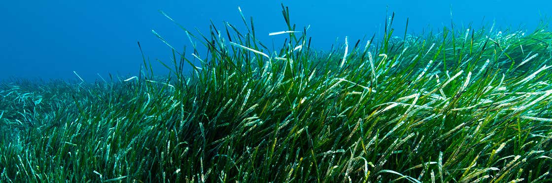 La Posidonia Oceánica
