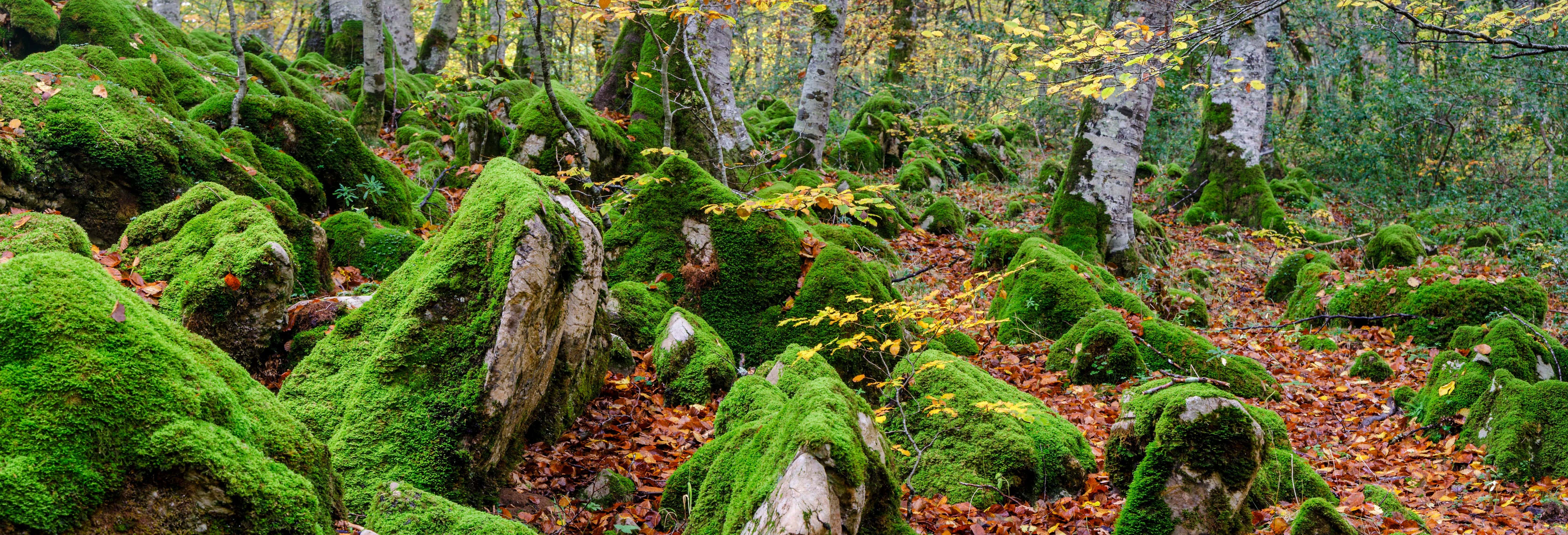 Excursión a la Selva de Irati