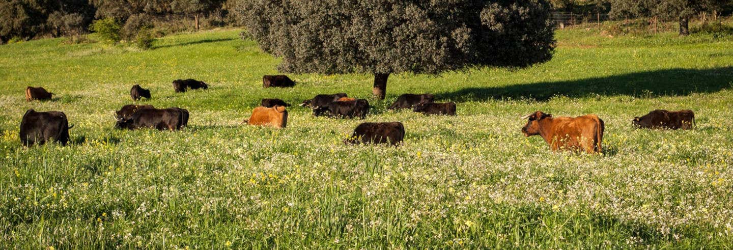 Visita a una ganadería de toros bravos