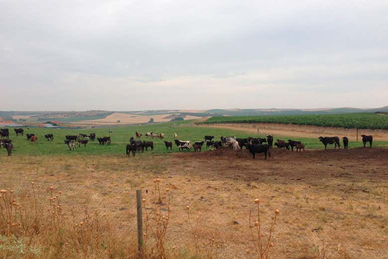 Visita al Cortijo Los Expolios en Rueda - Reserva en ...