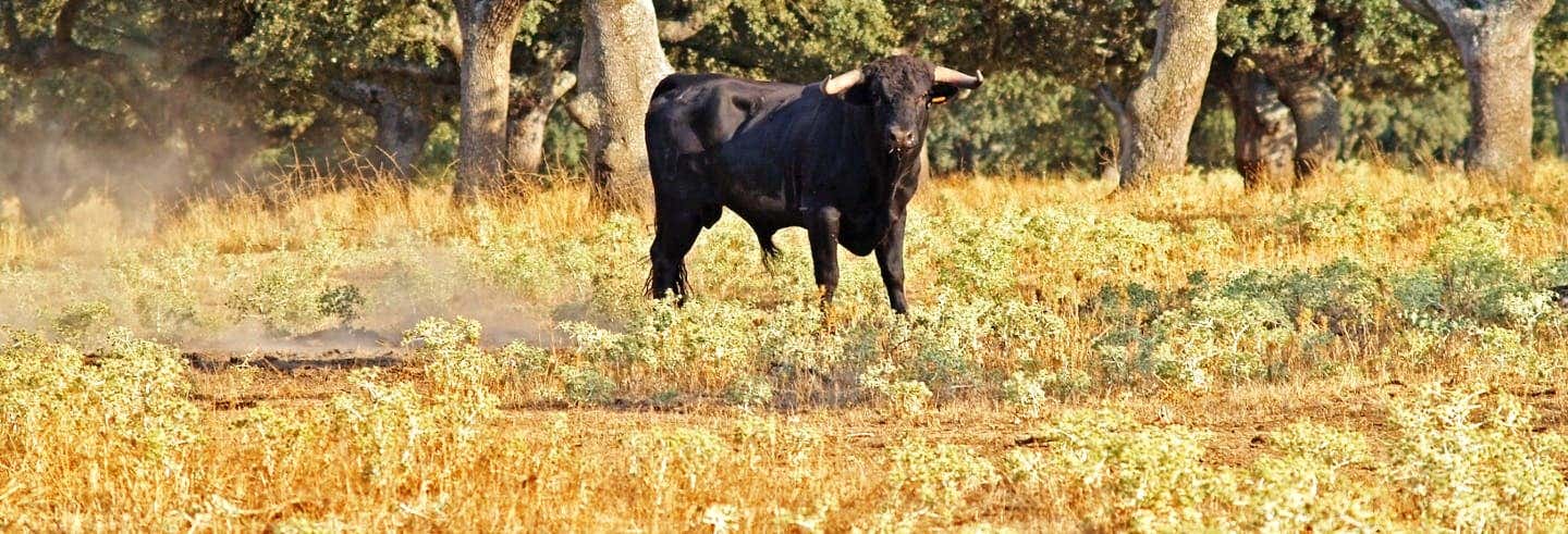 Tour en 4x4 por una ganadería de toros bravos