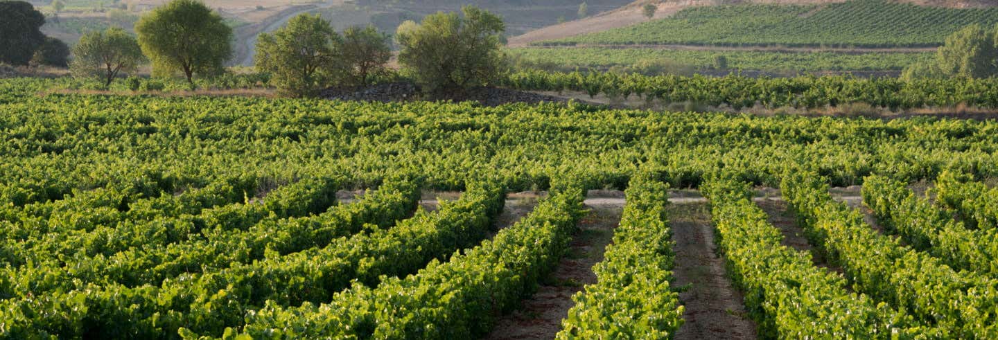 Excursión a Laguardia y a una bodega de la Rioja Alavesa