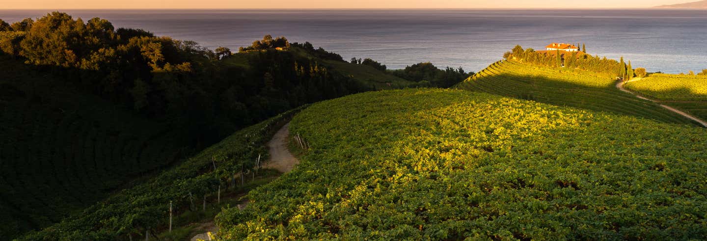 Tour del txakoli por Guetaria