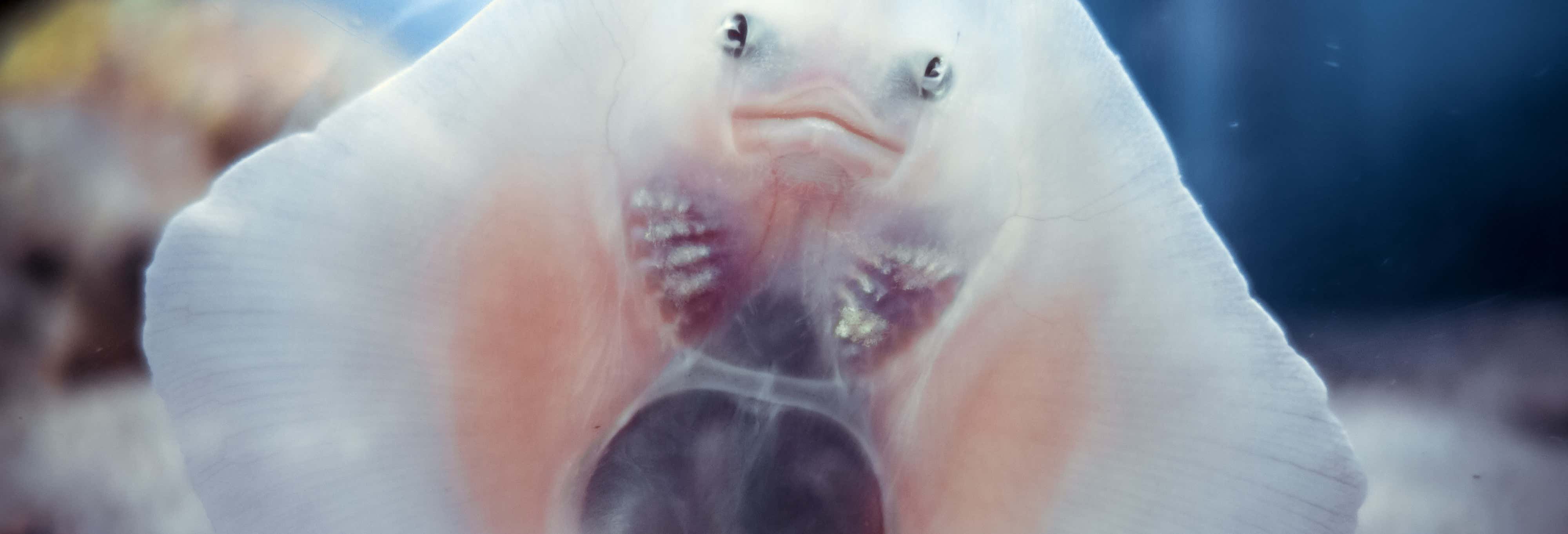 Biglietti per l'Acquario di Siviglia