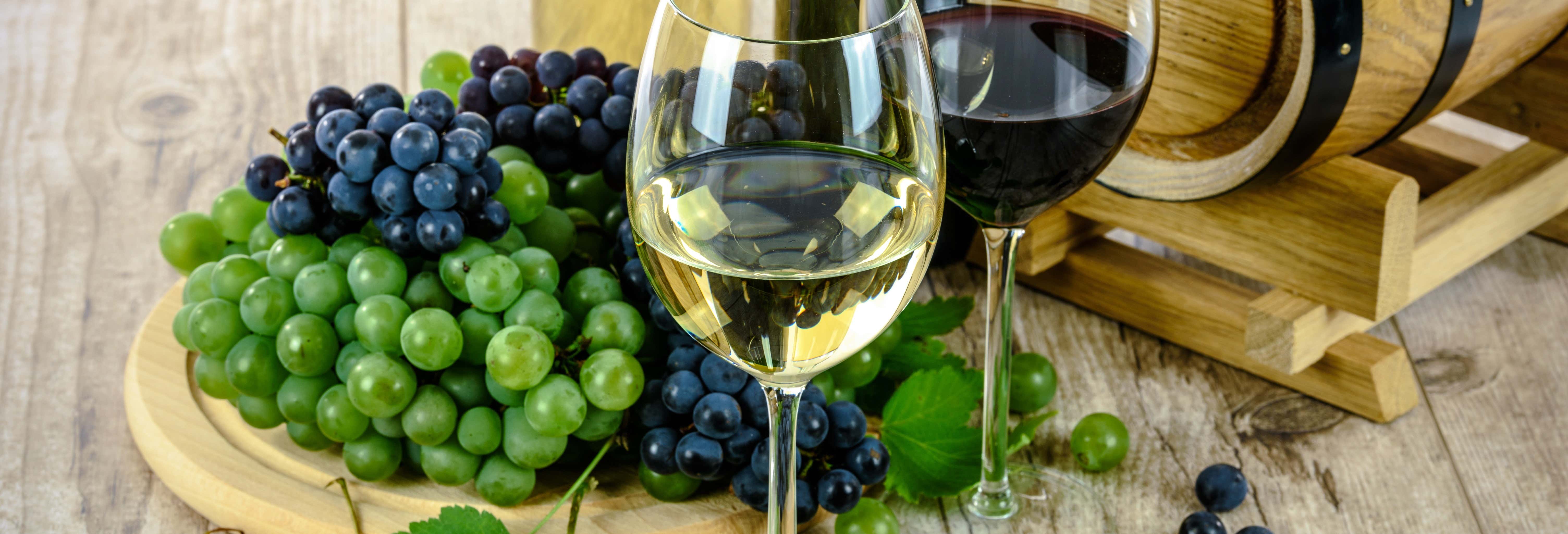 Excursión a las bodegas Salado
