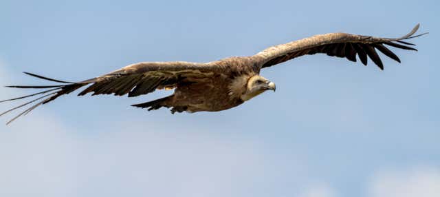 Avistamiento de aves en la Sierra de Gata