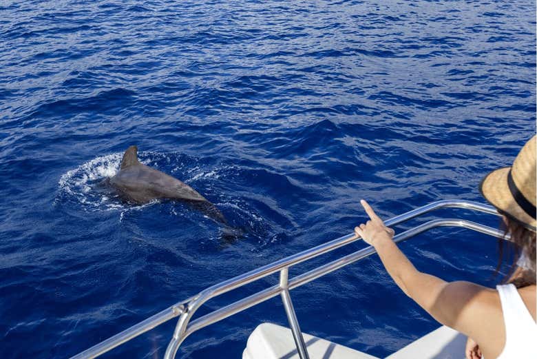Avistando cetáceos no litoral de Tenerife