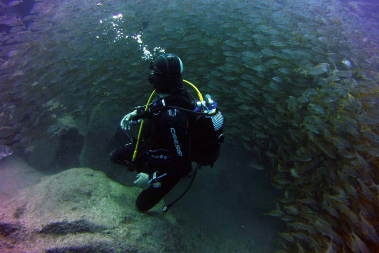 Mergulhando junto a um cardume