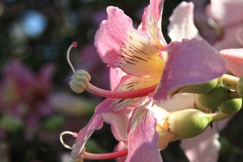 Vegetação subtropical do Palmetum