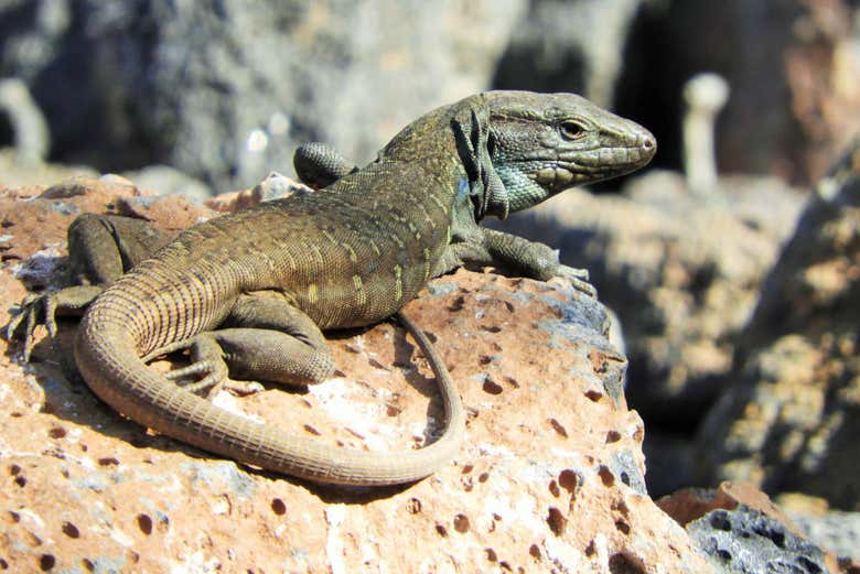Lagarto em um dos terrários do Palmetum