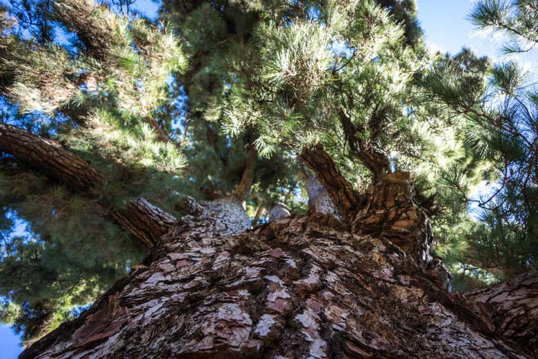 Pino Gordo em Vilaflor