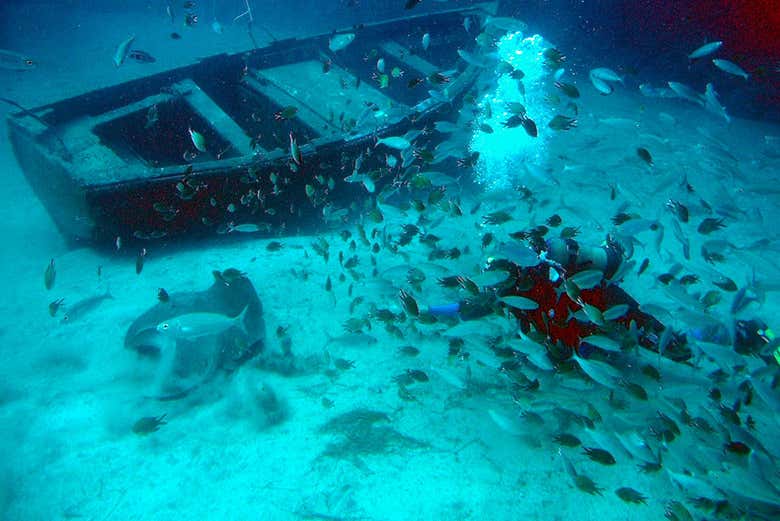 Desfrutando o fundo marinho do Atlântico