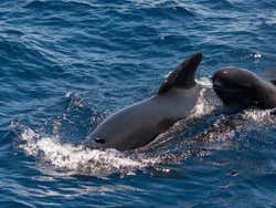 Ballena piloto