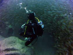 Mergulhando junto a um cardume