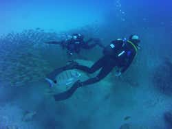 Buceo con banco de peces