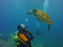 Buceo con tortugas