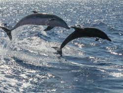 Delfines en la Costa Adeje