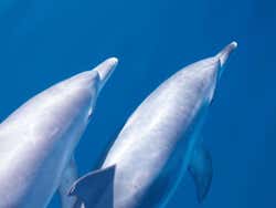 Delfines en Tenerife
