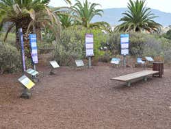 Especies de flora en Güimar