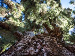 Pino Gordo em Vilaflor