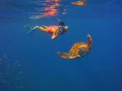 Snorkel con tortugas