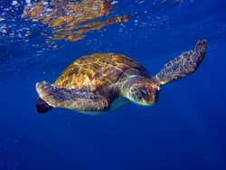 Tartaruga nas águas de Tenerife