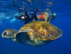 Tortuga marina en Tenerife