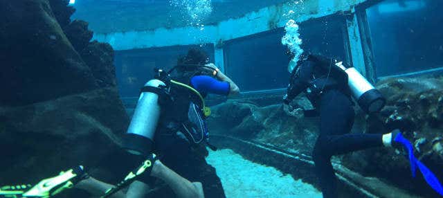 Bagno con gli squali al Sea Life Park Hawaii