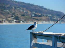 Seagull in Malibu